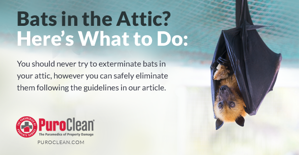 Bats in the Attic? Here’s What to Do