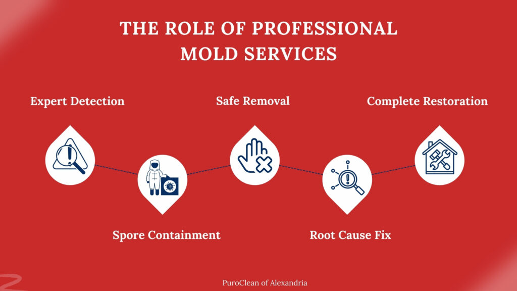 mold removal vs mold remediation - professional services