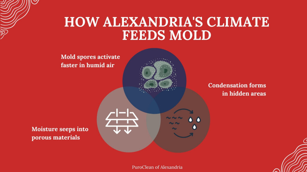Alexandria climate feeds mold growth