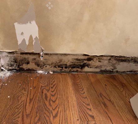 mold growth