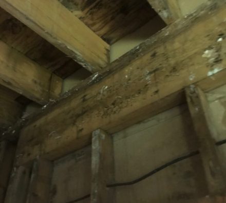 mold growth