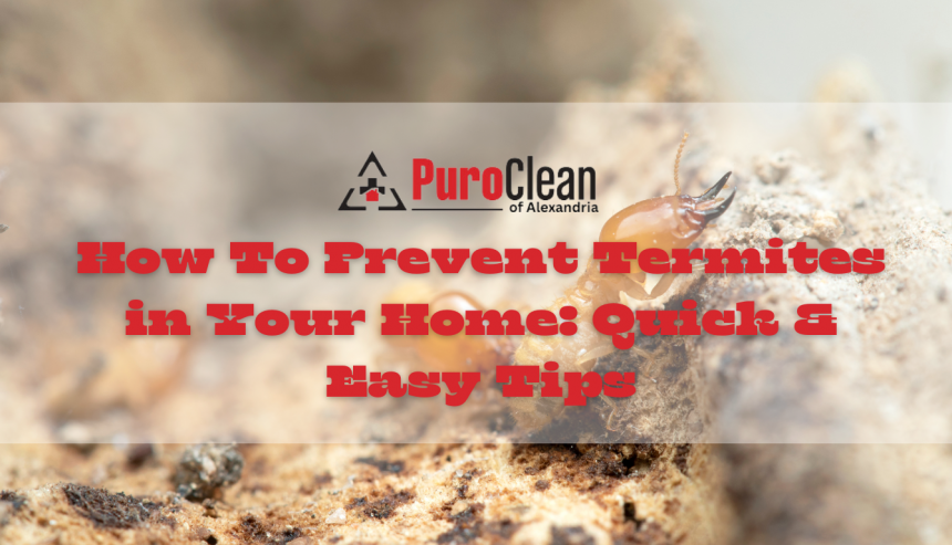 How To Prevent Termites in Your Home: Quick & Easy Tips