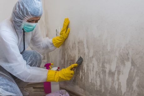 mold testing in Alexandria
