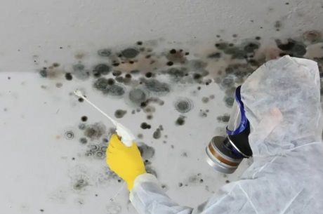 mold removal Alexandria VA