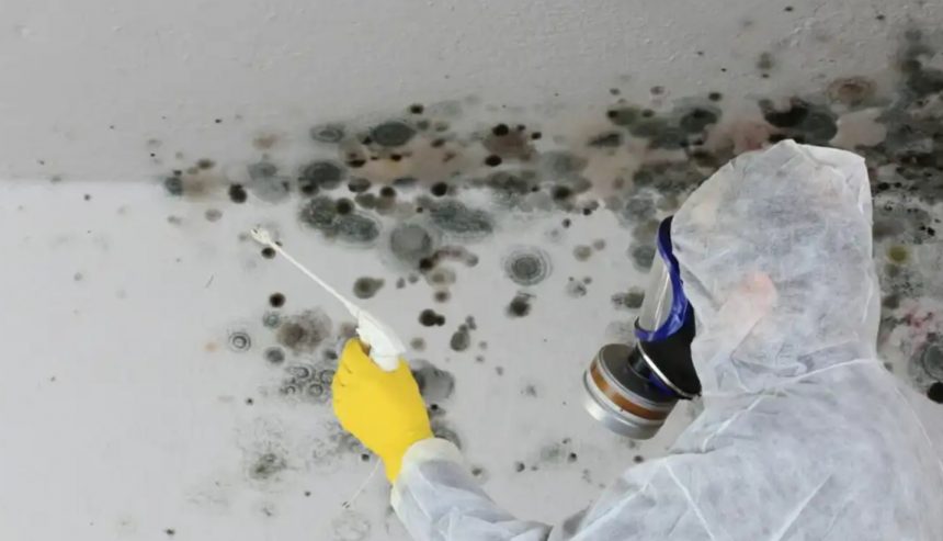 mold removal Alexandria VA