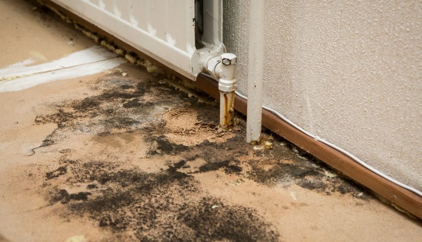 mold removal vs mold remediation