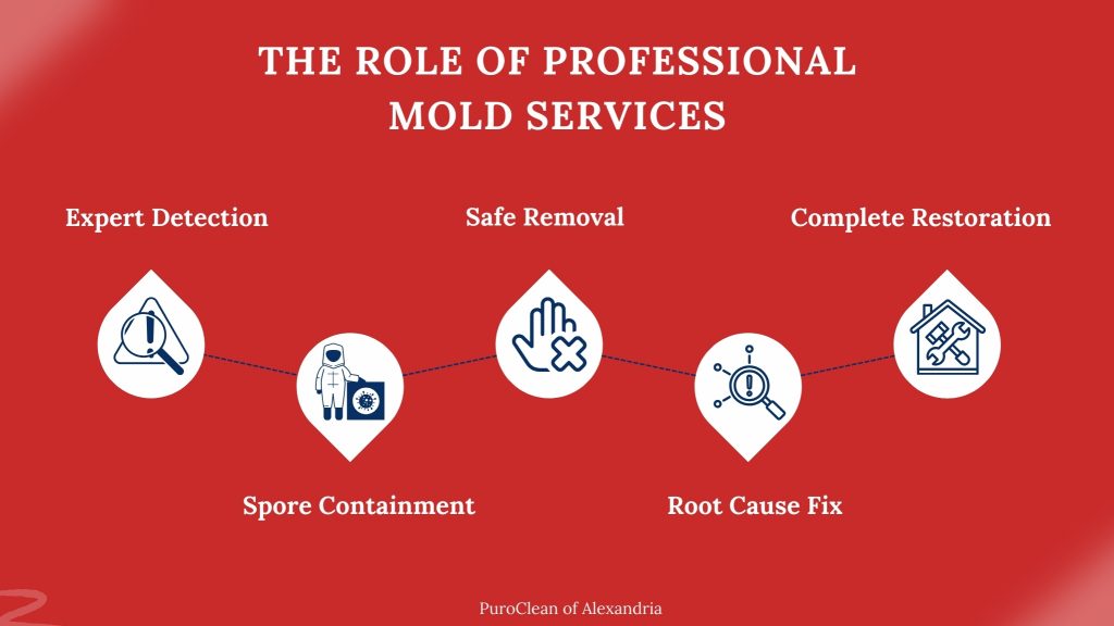 mold removal vs mold remediation - professional services