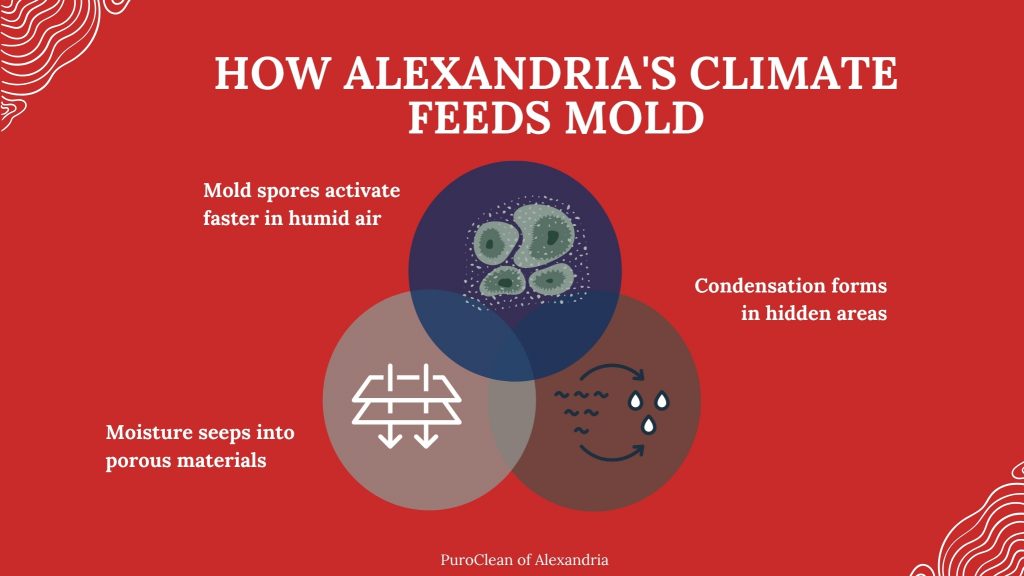 Alexandria climate feeds mold growth