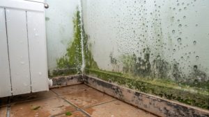 mold after water damage