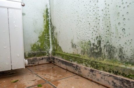 mold after water damage