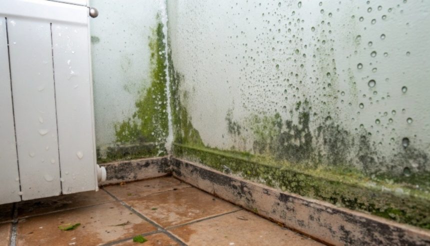 mold after water damage