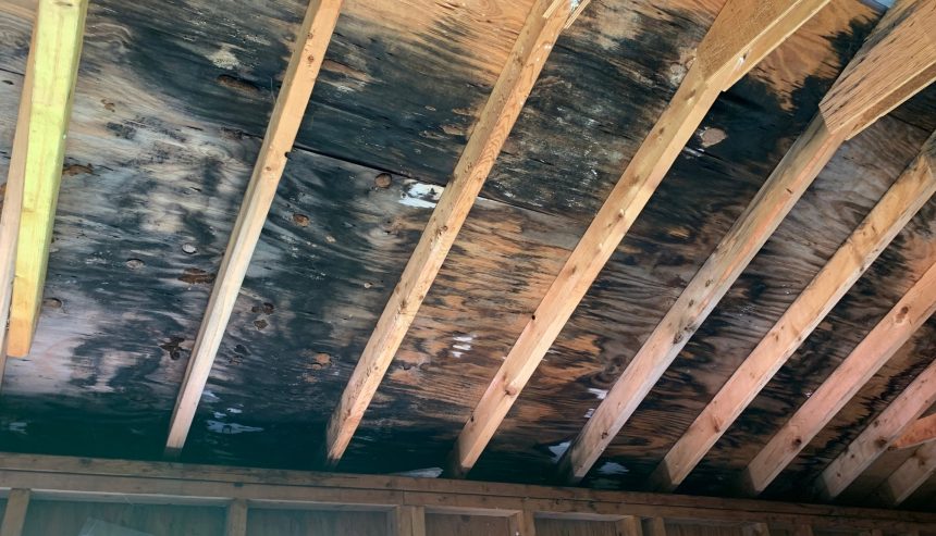 attic mold Alexandria