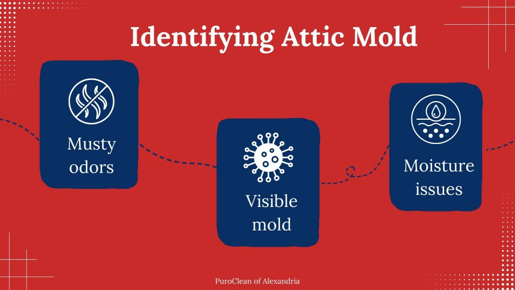 identifying attic mold in Alexandria