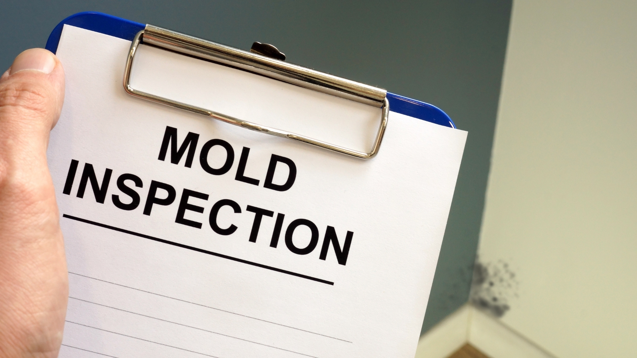 Professional Mold Testing in Alexandria: When and Why You Need It