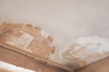 How Moisture Control Prevents Mold Growth in Alexandria Homes