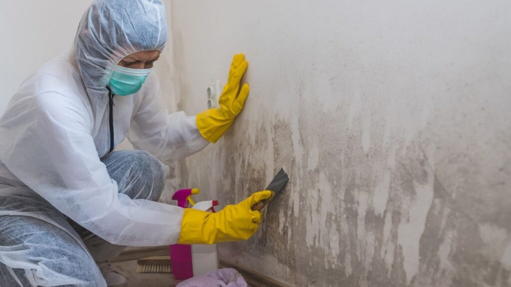 mold testing in Alexandria