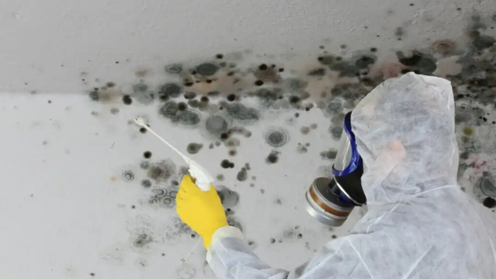 mold removal Alexandria VA