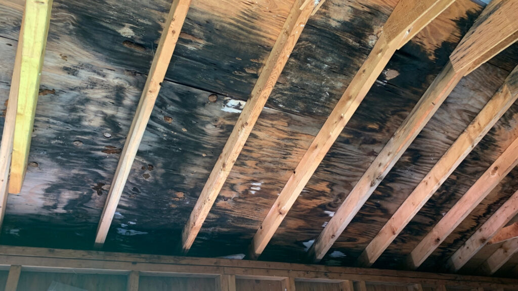 attic mold Alexandria