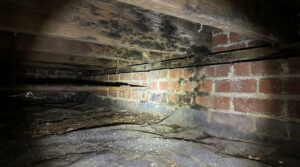 Mold growth on wooden beams in an Alexandria crawl space.