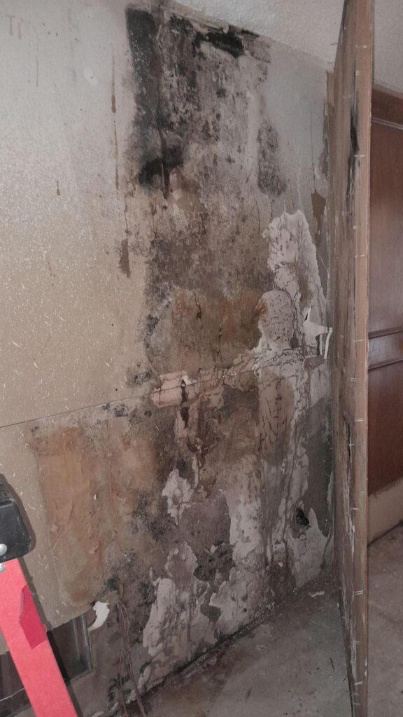 Examples of the severe mold growth that occurred in this Dallas home.