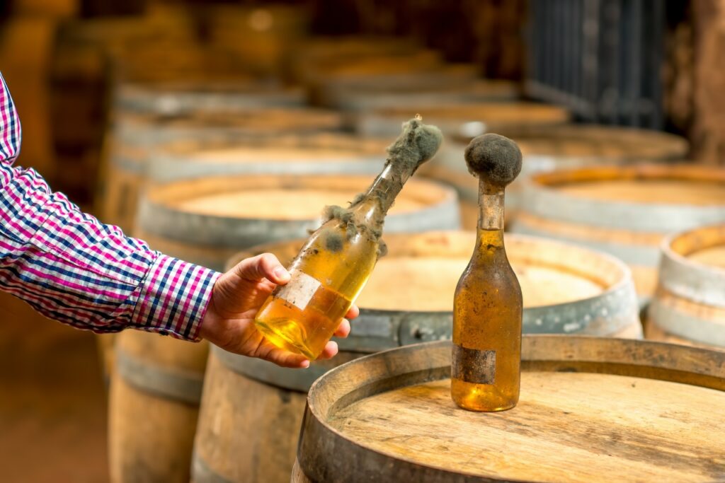 mold in wine cellars and on wine