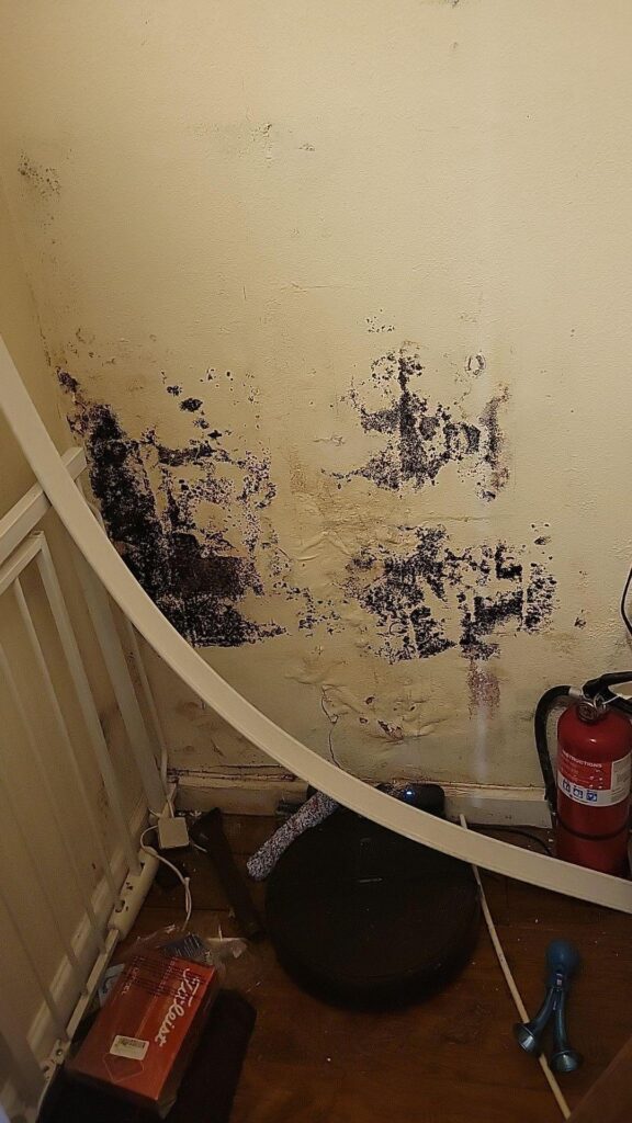 Water damage from a shower leak caused extensive mold growth in the closet wall.