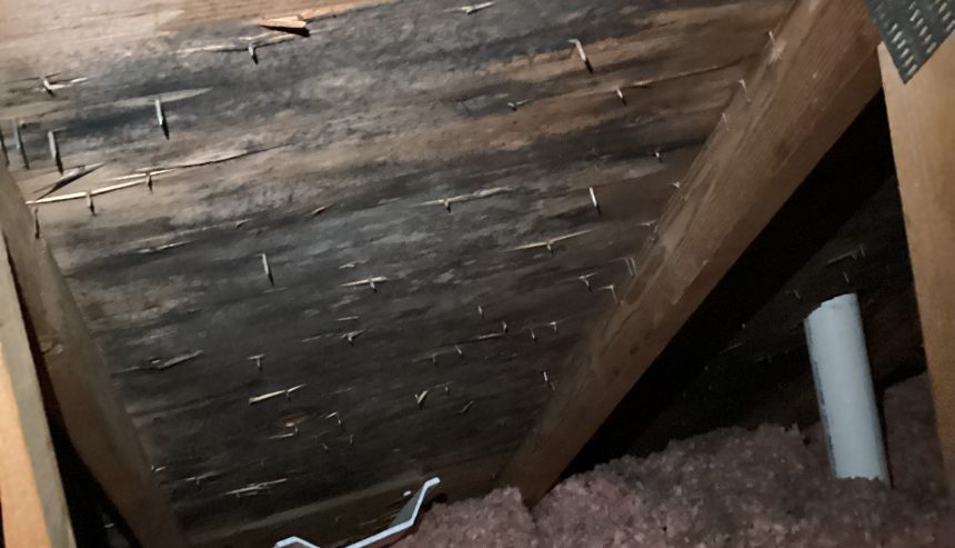 Mold in attic has begun to eat away and rot the boards.