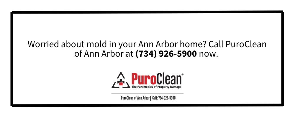 Mold Remediation in Ann Arbor, MI