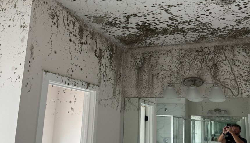 Professional Mold Remediation in Ann Arbor