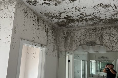Mold removal Ann Arbor