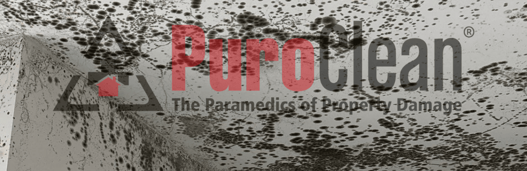 Mold Inspection Services