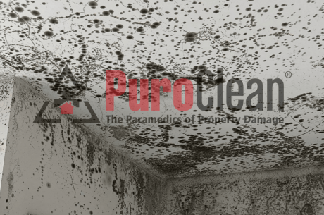 Mold Inspection Services