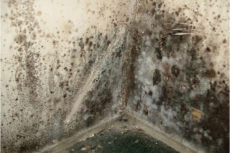 Get Rid of Mold Ann Arbor MI