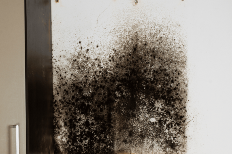 Black Mold Removal Near Me