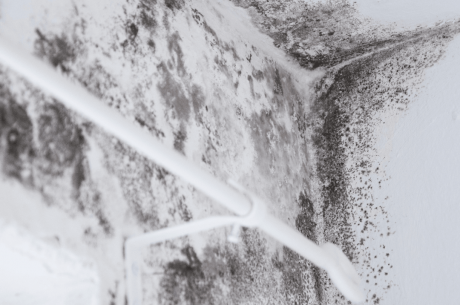 mold removal services