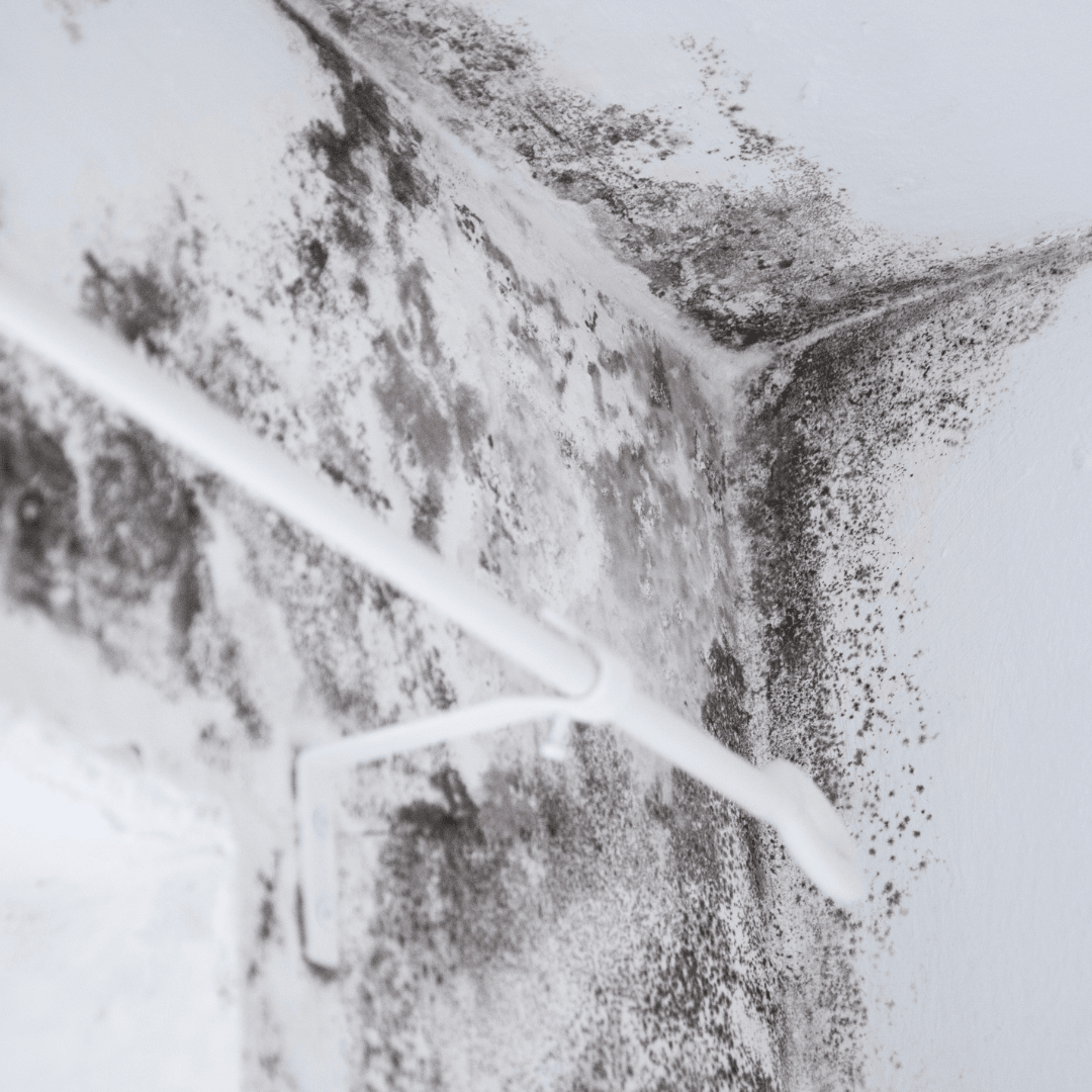 Mold Removal Services: Why You Should Act Fast in Ann Arbor