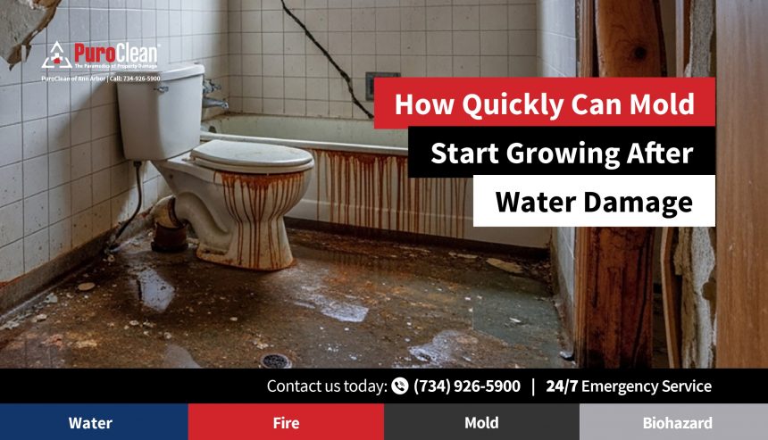 Mold After Water Damage;