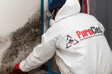 Mold remediation companies