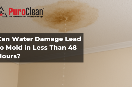 Can Water Damage Lead to Mold in Less Than 48 Hours?