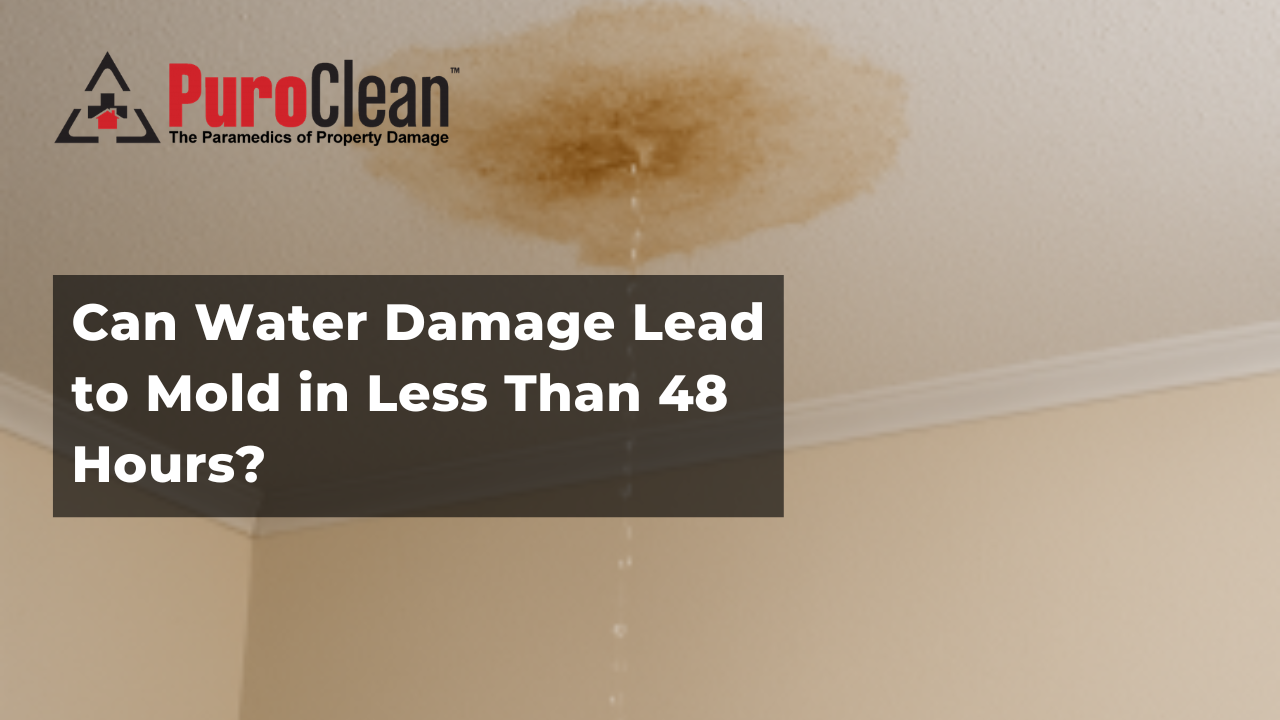 Can Water Damage Lead to Mold in Less Than 48 Hours?