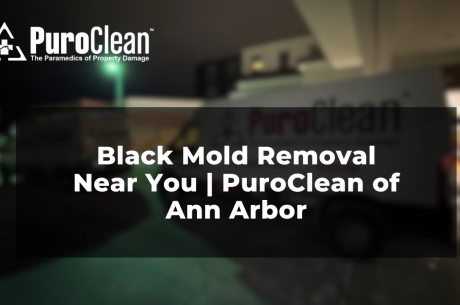 Black Mold Removal Near You | PuroClean of Ann Arbor