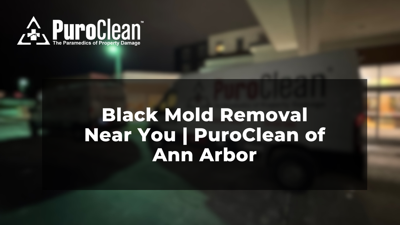 Black Mold Removal Near Me: What a Professional Process Actually Looks Like