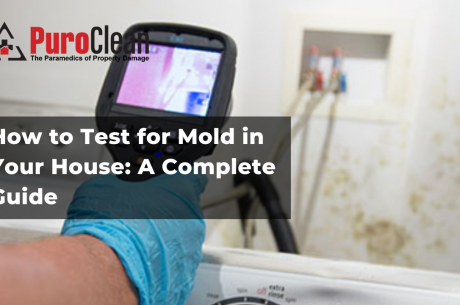 How to Test for Mold in Your House: A Complete Guide
