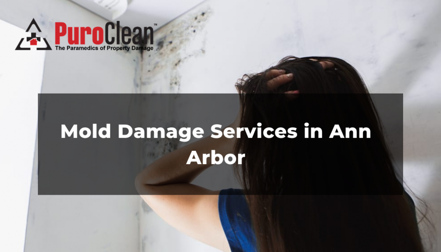 Mold Damage Services in Ann Arbor