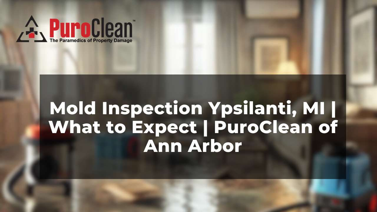 What to Expect During a Professional Mold Inspection in Ypsilanti, MI