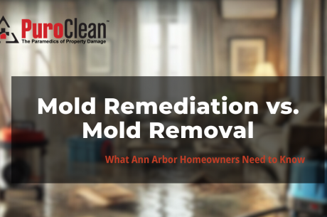 Mold Remediation vs Mold Removal