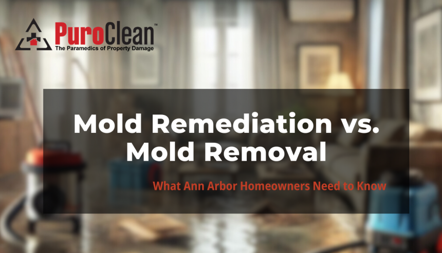 Mold Remediation vs Mold Removal