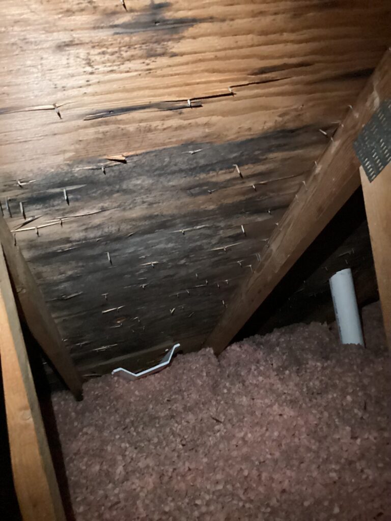 Mold in attic has begun to eat away and rot the boards. Mold in basement