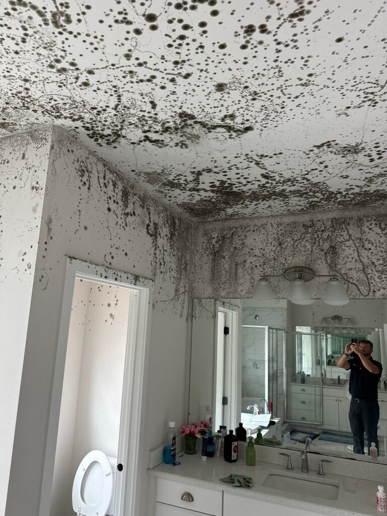 Mold removal Ann Arbor