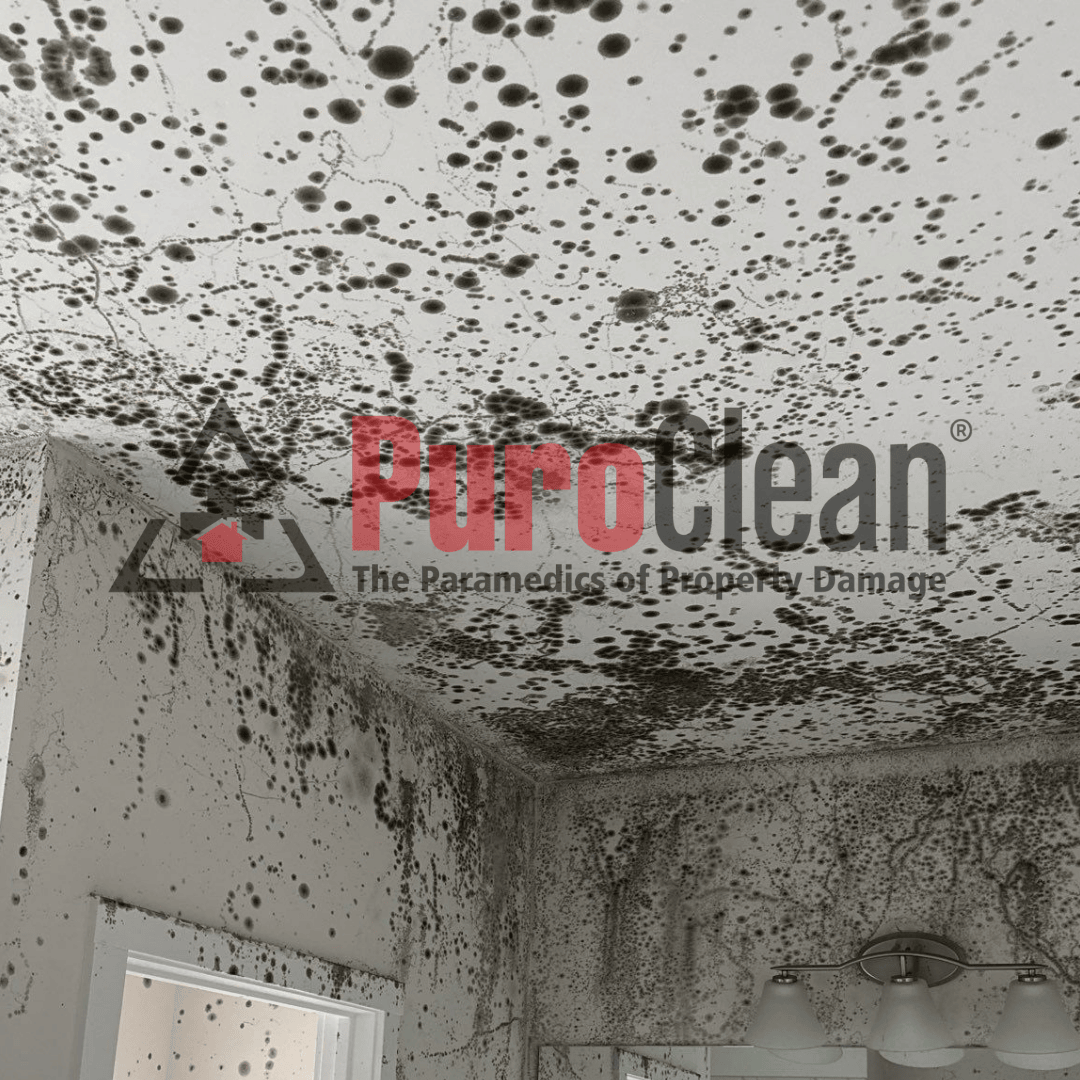 Mold Inspection Services